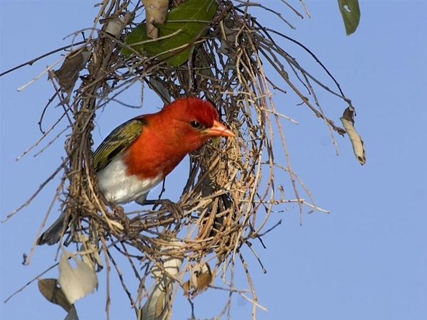 vogels 101 (Medium)
