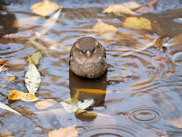 vogels 102 (Medium)