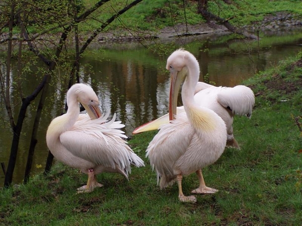 vogels 104 (Medium)