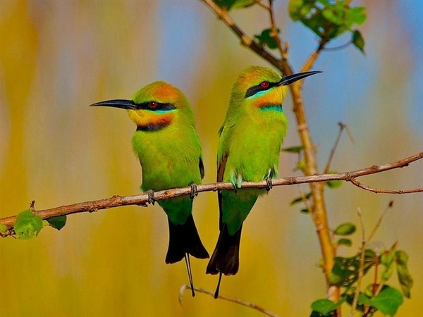 vogels 106 (Medium)