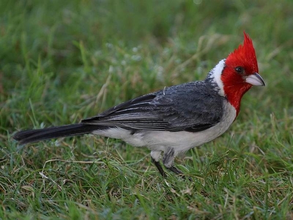 vogels 107 (Medium)