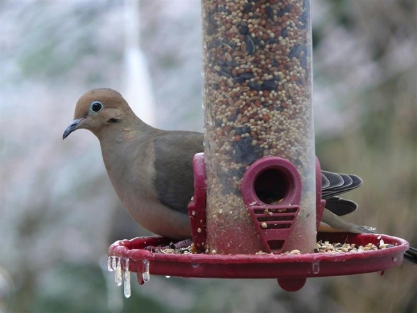 vogels 110 (Medium)