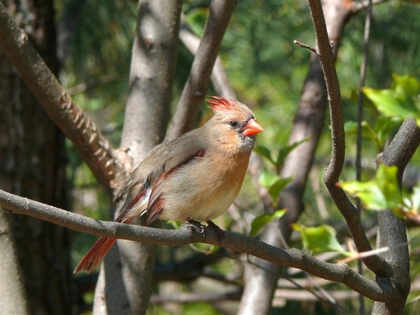 vogels 111 (Medium)