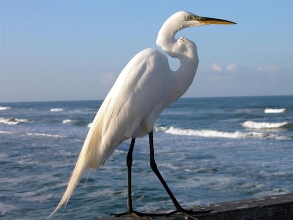 vogels 113 (Medium)