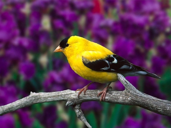 vogels 114 (Medium)