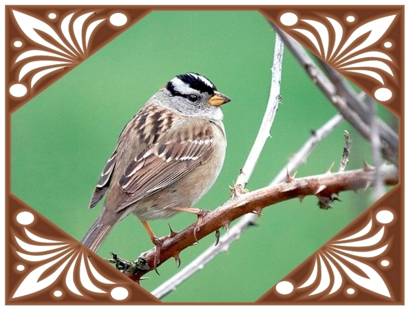 vogels 82 (Medium)