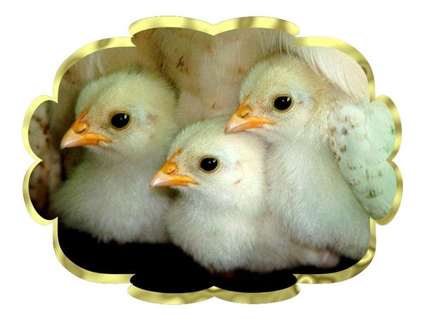 vogels 83 (Medium)