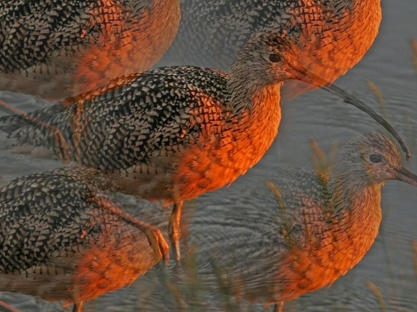 vogels 84 (Medium)