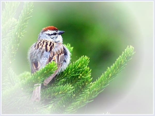 vogels 85 (Medium)