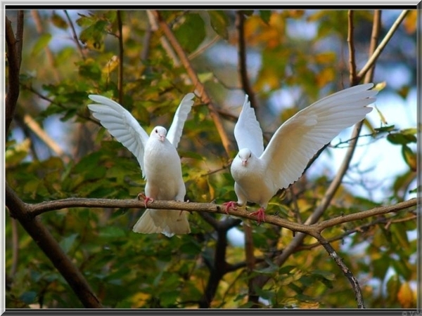 vogels 86 (Medium)