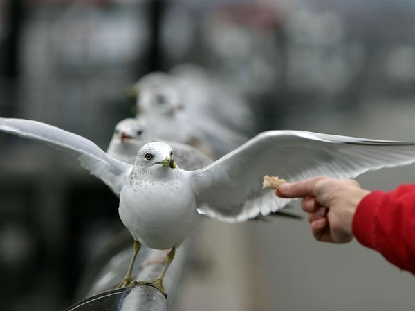 vogels 89 (Medium)