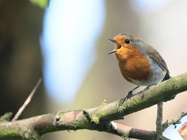 vogels 90 (Medium)