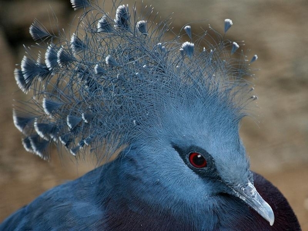 vogels 92 (Medium)