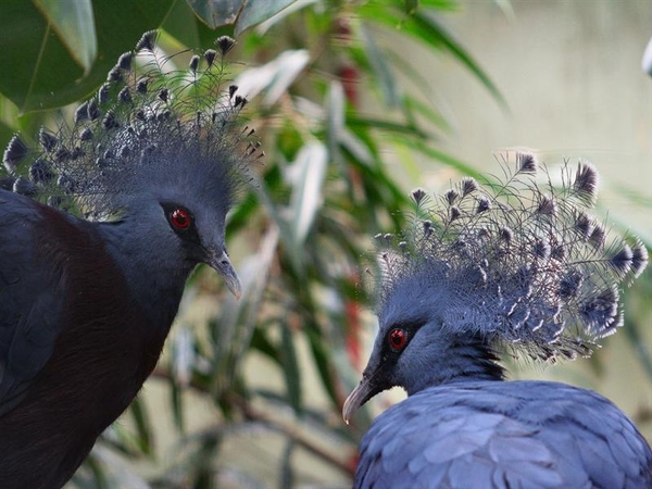 vogels 93 (Medium)