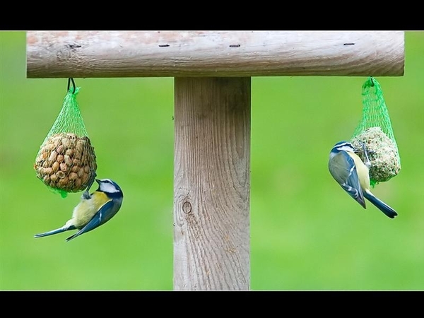 vogels 95 (Medium)