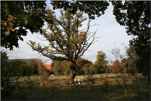 In de schaduw van de bomen