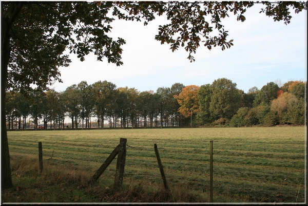 herfst,bomen,herfstkleuren,velden,tongerlo