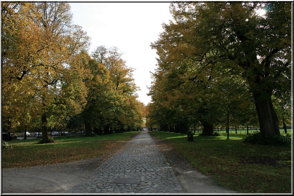 herfst,herfstkleuren,bomen,bladeren