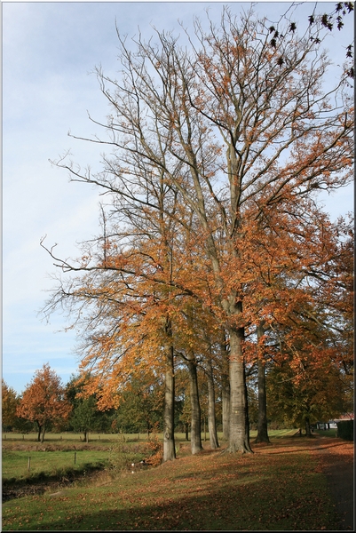 kleurrijke bomen,herfst,bladeren