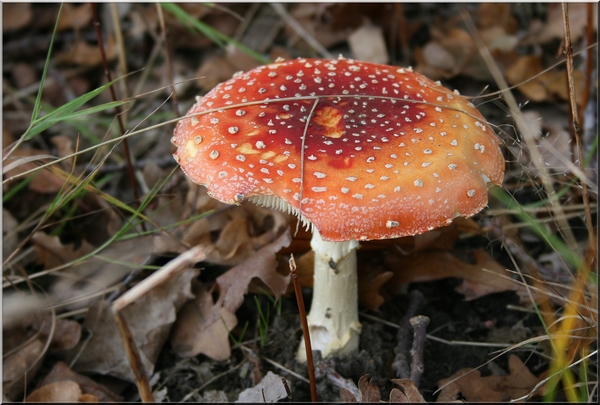 rode paddestoel,herfst,bladeren