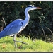 Blauwe reiger