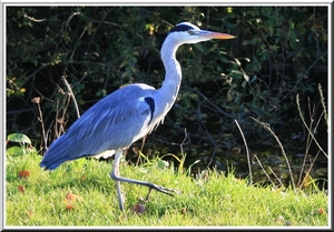 Blauwe reiger