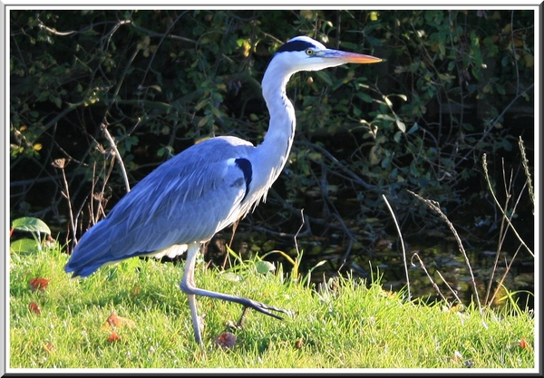 blauwe reiger,herfst,deurne,antwerpen,rivierenhof,