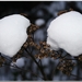 Bedekt met sneeuw