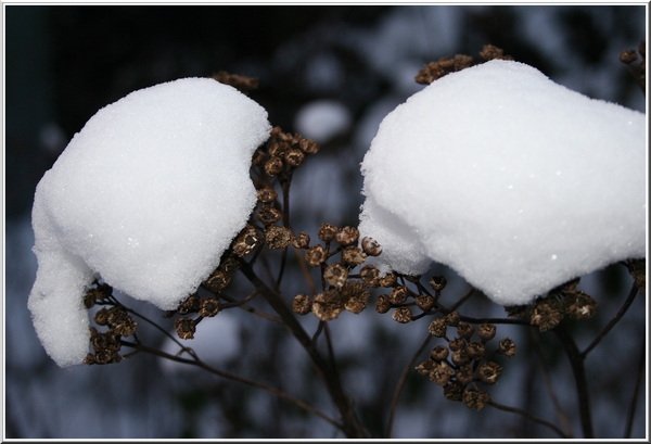 Bedekt met sneeuw