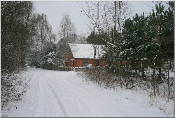 winter,olen,sneeuw,bomen,architectuur