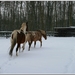 Paarden in de sneeuw