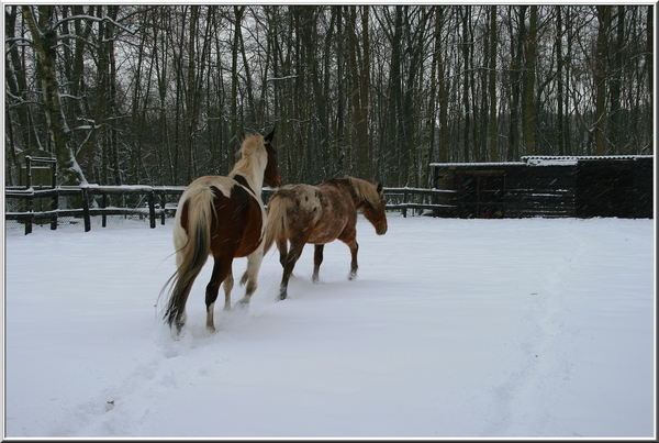 winter,sneeuw,paarden,olen,bomen,stal