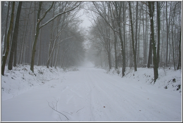 let it snow...,sneeuw,bomen,olen,winter