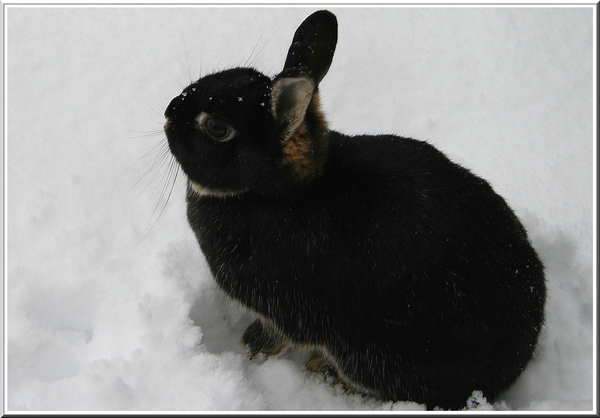 Klein zwart konijntje in de sneeuw