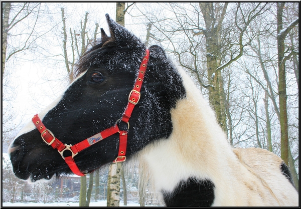 winter,paard,sneeuw,olen