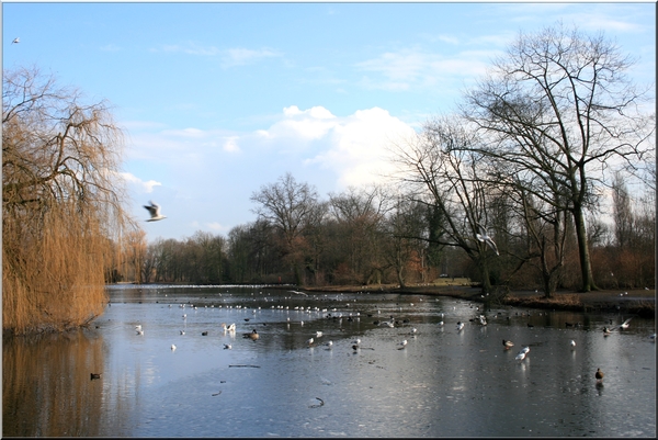 rivierenhof,vogels,water,ijs,bomen,winter,februari,deurne,lucht,wolken