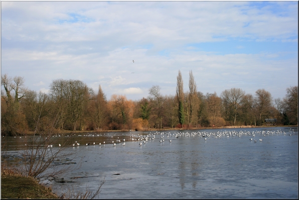 winter,water,ijs,rivierenhof,deurne,bomen,vogels,februari