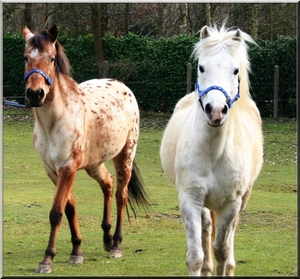 Een wit en bruin gespikkeld paard