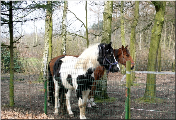 Twee paarden in het bos