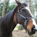 Bruin paard