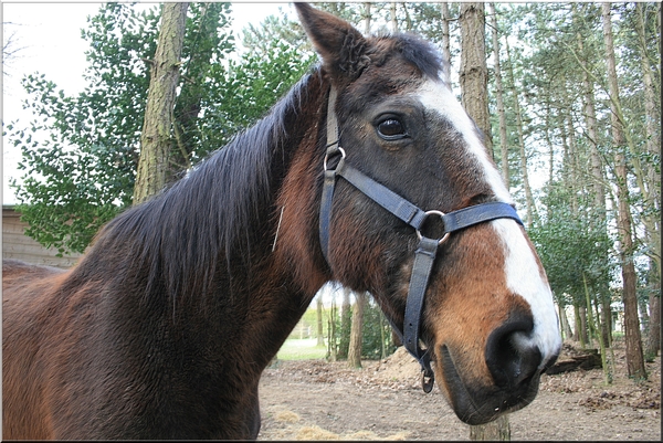 paard,bomen,herentals,winter