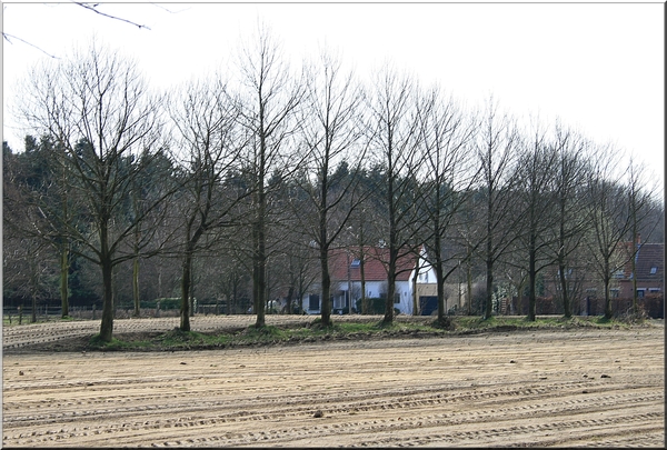 boerderij,bomen,winter,herentals,architectuur