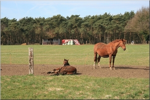 Bijna lente en nieuw leven...