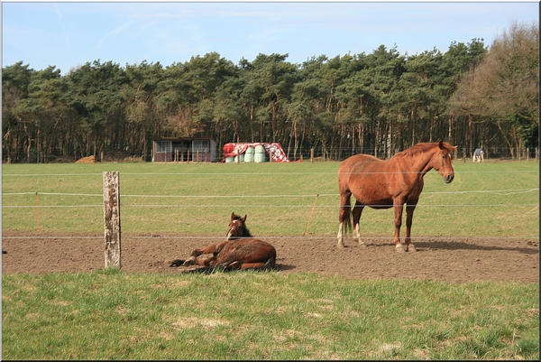 paarden,winter,bomen,herentals