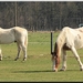 Paarden genieten van de warme dagen