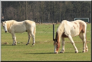 Paarden genieten van de warme dagen