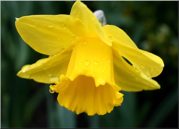 paasbloem,regendruppels,kruidtuin,antwerpen,lente