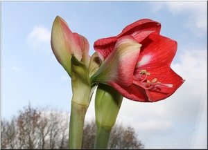 Amaryllis