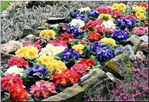 Primulas in de Kruidtuin in Antwerpen