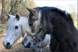 Twee vrienden